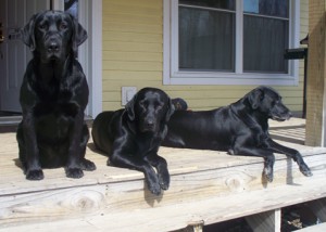 Black Lab Puppies